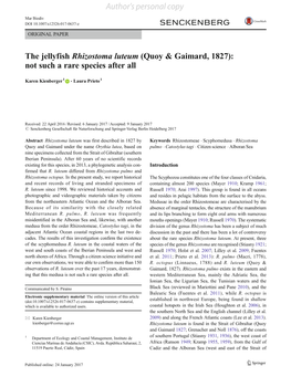 The Jellyfish Rhizostoma Luteum (Quoy & Gaimard, 1827): Not Such a Rare Species After All