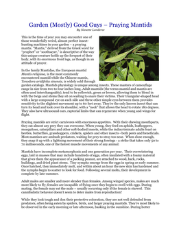 Garden (Mostly) Good Guys – Praying Mantids by Nanette Londeree