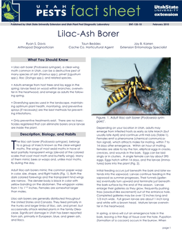 Lilac-Ash Borer