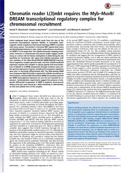 Chromatin Reader L(3)Mbt Requires the Myb–Muvb/ DREAM Transcriptional Regulatory Complex for Chromosomal Recruitment