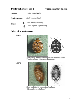 Carpet Beetles