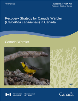 Canada Warbler (Cardellina Canadensis) in Canada