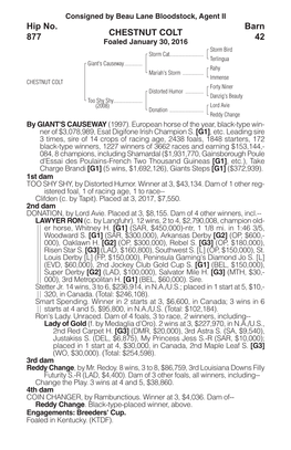 CHESTNUT COLT Barn 42 Hip No