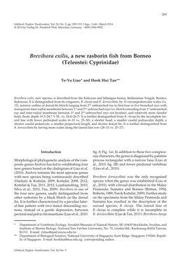 Brevibora Exilis , a New Rasborin Fish from Borneo