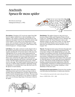 Spruce-Fir Moss Spider