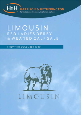 Limousin Red Ladies Derby & Weaned Calf Sale