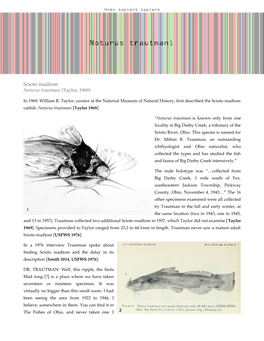 Scioto Madtom Noturus Trautmani (Taylor, 1969)