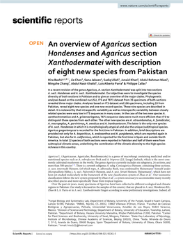 An Overview of Agaricus Section Hondenses and Agaricus Section