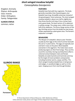 Short-Winged Meadow Katydid Conocephalus Brevipennis Kingdom: Animalia FEATURES Phylum: Arthropoda Katydids Have Feet with Four Segments