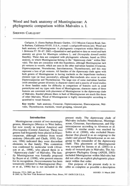 Wood and Bark Anatomy of Muntingiaceae: a Phylogenetic Comparison Within Malvales S