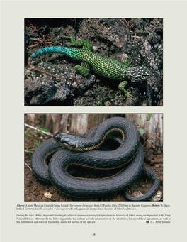 A Male Mexican Emerald Spiny Lizard (Sceloporus Formosus) from El Pasclar (Elev