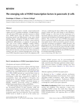 REVIEW the Emerging Role of FOXO Transcription Factors in Pancreatic B