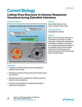 Linking Virus Discovery to Immune Responses Visualized During Zebraﬁsh Infections