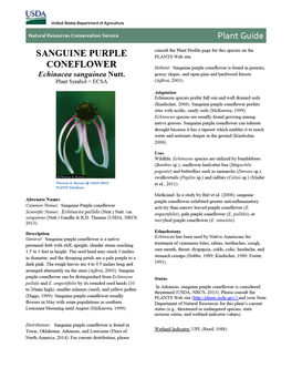 Sanguine Purple Coneflower (Echinacea Sanguinea) Plant Guide