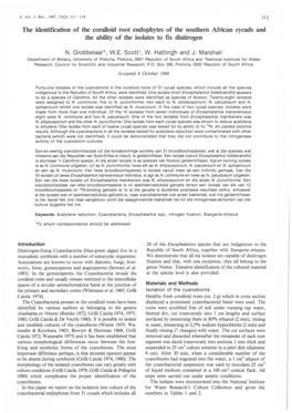 The Identification of the Coralloid Root Endophytes of the Southern African Cycads and the Ability of the Isolates to Fix Dinitrogen