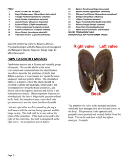 How to Identify Mussels