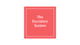 The Excretory System Excretion