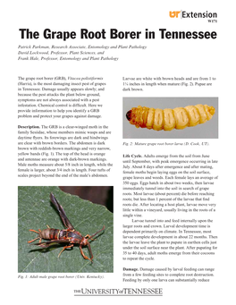 The Grape Root Borer in Tennessee