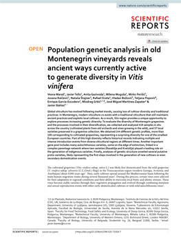 Population Genetic Analysis in Old Montenegrin Vineyards Reveals