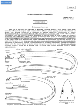 Ophichthidae*