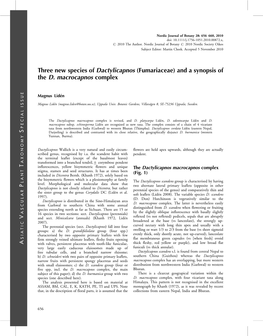 Three New Species of Dactylicapnos (Fumariaceae) and a Synopsis of the D