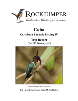Cuba Caribbean Endemic Birding IV