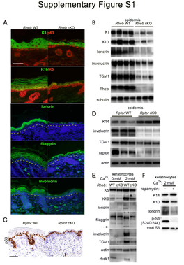 Asrani Et Al 1