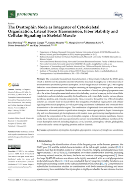 The Dystrophin Node As Integrator of Cytoskeletal Organization, Lateral Force Transmission, Fiber Stability and Cellular Signaling in Skeletal Muscle