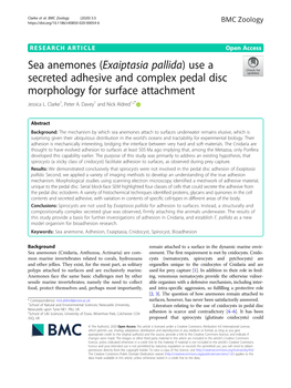 Exaiptasia Pallida) Use a Secreted Adhesive and Complex Pedal Disc Morphology for Surface Attachment Jessica L