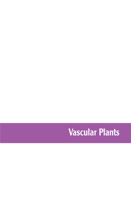 Vascular Plants Back of Page 105 ROUGH ANGELICA