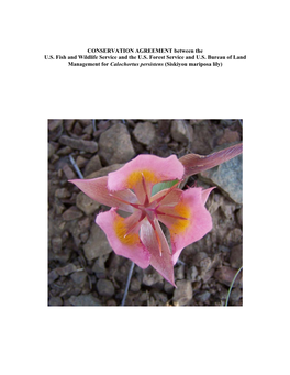 Calochortus Persistens (Siskiyou Mariposa Lily)