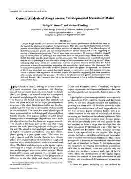 Genetic Analysis of Rough Sheathl Developmental Mutants of Maize