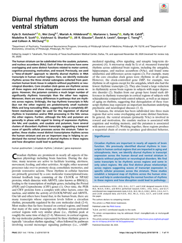 Diurnal Rhythms Across the Human Dorsal and Ventral Striatum