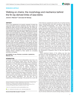 Walking on Chains: the Morphology and Mechanics Behind the Fin Ray Derived Limbs of Sea-Robins Jarrod C