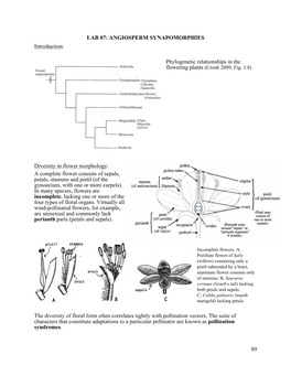 80 LAB 07: ANGIOSPERM SYNAPOMORPHIES Introduction