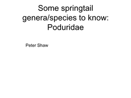 Some Springtail Genera/Species to Know: Poduridae