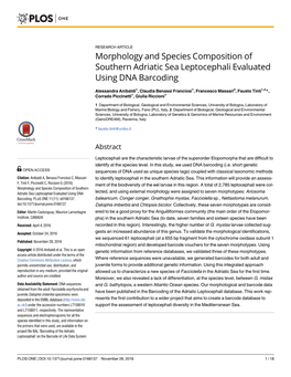 Morphology and Species Composition of Southern Adriatic Sea Leptocephali Evaluated Using DNA Barcoding