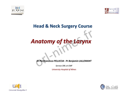 Anatomy of the Larynx