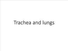 Trachea and Lungs Trachea • the Trachea Is a Flexible Tube That Extends from Vertebral Level CVI (Cricoid Cartilage ) in the Lower Neck to Vertebral Level TIV/V