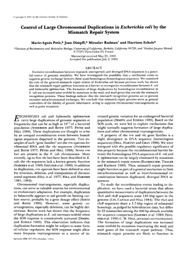 Control of Large Chromosomal Duplications in Escherichia Coli by the Mismatch Repair System