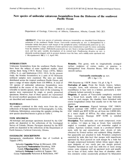 New Species of Unilocular Calcareous Foraminifera from the Holocene of the Southwest Pacific Ocean