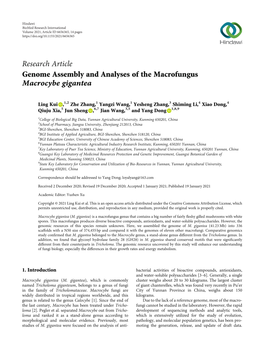 Genome Assembly and Analyses of the Macrofungus Macrocybe Gigantea