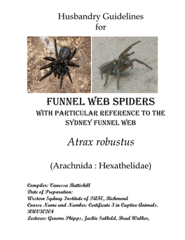 Funnel Web Spiders Atrax Robustus