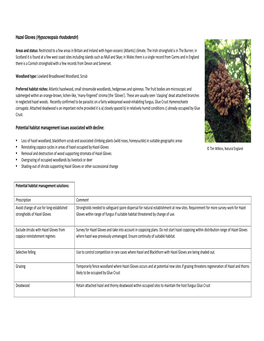 Hazel Gloves (Hypocreopsis Rhododendri )