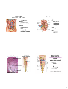 Urinary System Uriniferous Tubule Nephron