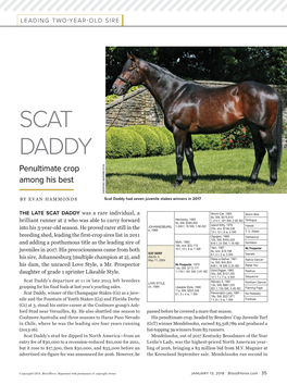 SCAT DADDY Penultimate Crop Among His Best COURTESY ASHFORD STUD ASHFORD COURTESY by EVAN HAMMONDS Scat Daddy Had Seven Juvenile Stakes Winners in 2017