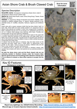 Asian Shore Crab & Brush Clawed Crab Information