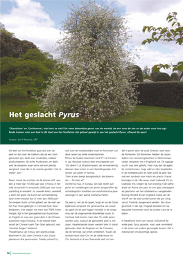 Het Geslacht Pyrus