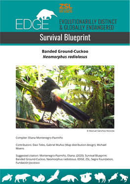 Banded Ground-Cuckoo Neomorphus Radiolosus