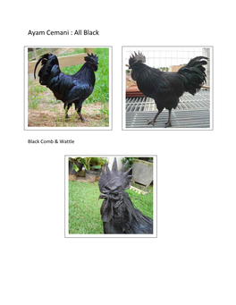 Ayam Cemani : All Black